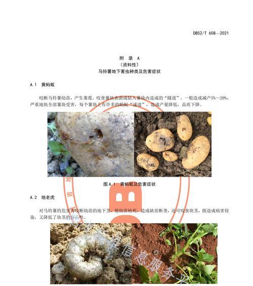 马铃薯叶片发黄是什么原因？如何处理？