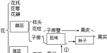 马蹄莲块茎繁殖与种植方法是什么？如何确保成功繁殖？