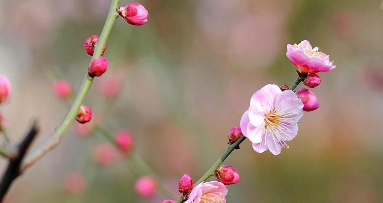 梅花的寓意与花语是什么？如何理解梅花的深层含义？