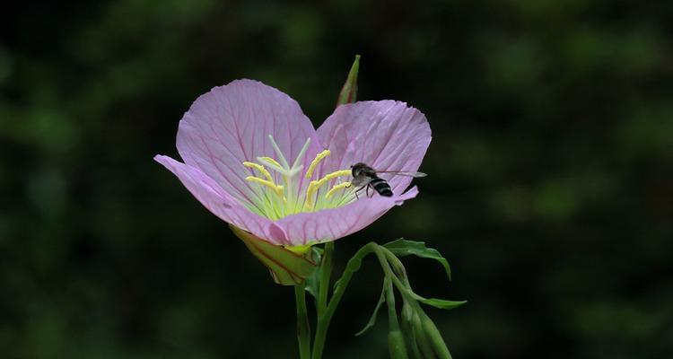 月见草花语是什么？美丽月见草的寓意有哪些？