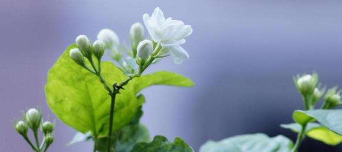 茉莉花语是什么意思？如何理解茉莉的寓意？