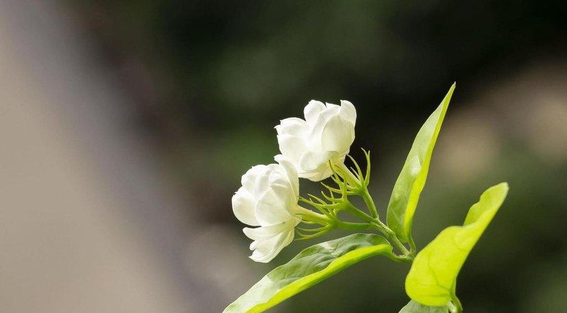 茉莉花语是什么意思？如何理解茉莉的寓意？