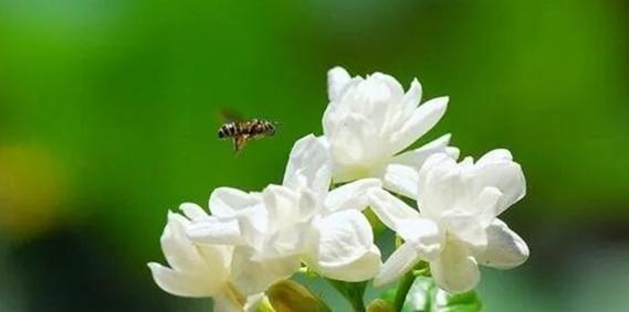 茉莉花的花语是什么？如何用茉莉花表达情感？