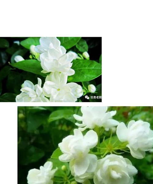 茉莉花花语代表什么？如何理解茉莉花的含义？