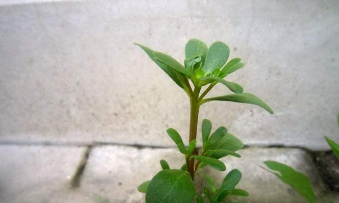 马蹄是水生植物吗？马蹄的生长环境和特点是什么？