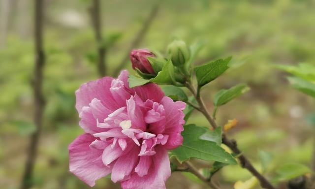 木槿花的花语和象征意义是什么？如何解读木槿花的深层含义？