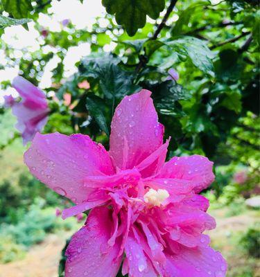 木槿花花语是什么？木槿花代表了什么含义？