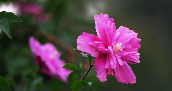 木槿花语代表什么？木槿花的含义有哪些常见误解？