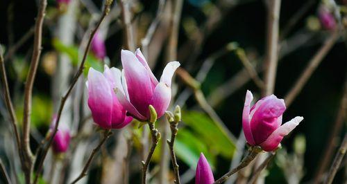 木兰花的花语是什么？木兰花有哪些药用价值？