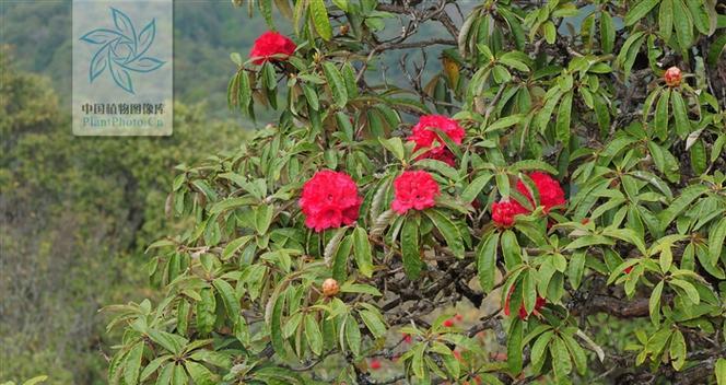 马缨杜鹃是国家保护植物吗？保护级别和相关法规是什么？