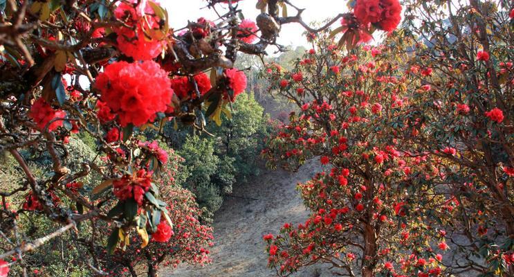 马缨杜鹃是国家保护植物吗？保护级别和相关法规是什么？