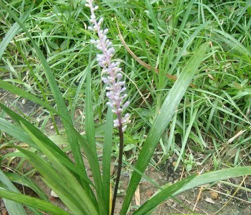 麦冬草会开花吗？开花时是什么样的？