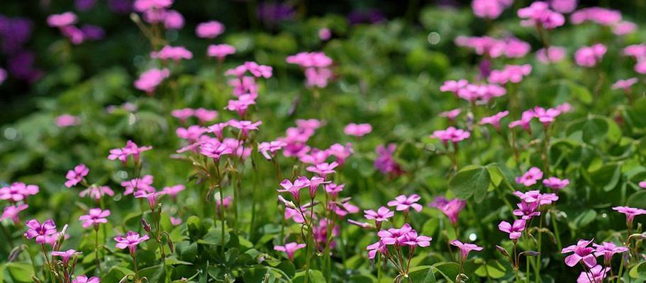 苜蓿花的花语是什么？如何解读苜蓿花的象征意义？