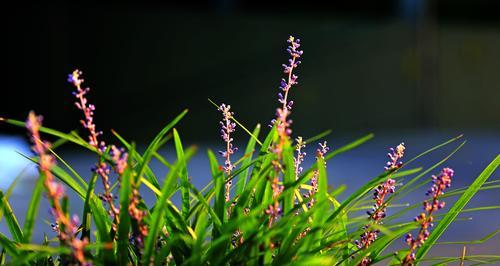 麦冬会开花吗？麦冬的开花季节是什么时候？