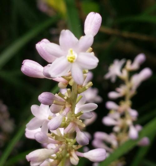 麦冬开花季节是什么时候？如何确定麦冬的开花时间？