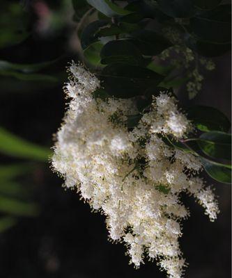 女贞花花语是什么？女贞花代表的含义有哪些？