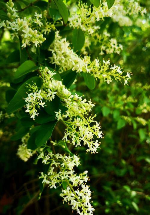 女贞花花语是什么？女贞花代表的含义有哪些？