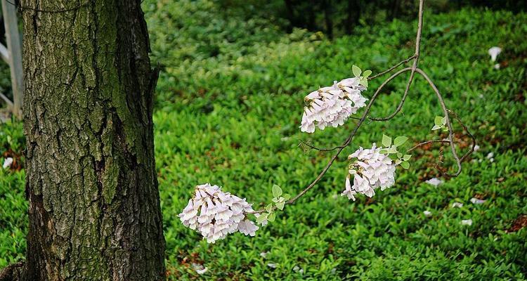 泡桐花的花语是什么？泡桐花寓意有何特别之处？