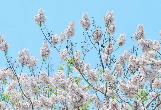 泡桐花的花语是什么意思？泡桐花寓意有哪些常见问题？