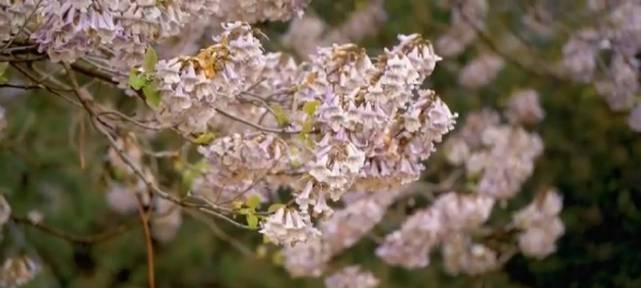 泡桐花的花语是什么意思？泡桐花寓意有哪些常见问题？