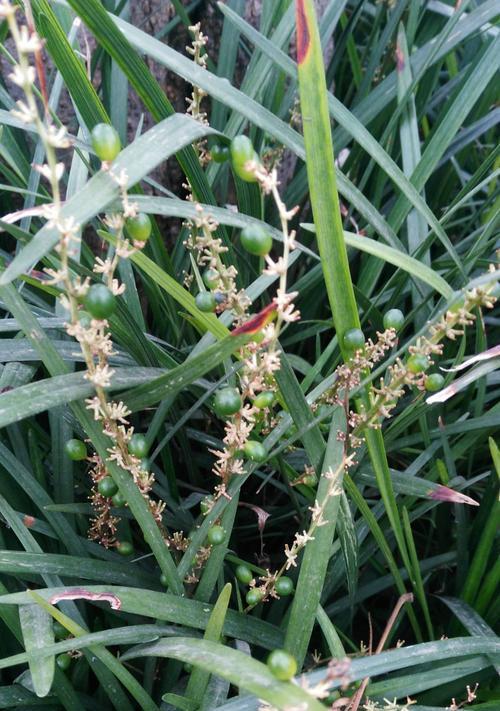 麦冬是什么植物？它的药用价值有哪些？