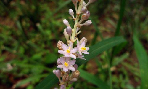 麦冬属于双子叶植物吗？它的分类特征是什么？