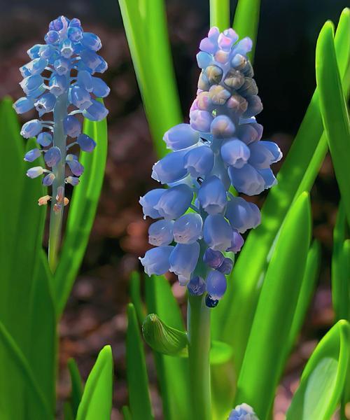 葡萄风信子花语是什么？如何正确解读其含义？