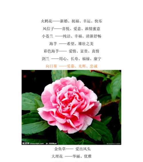 麦秆菊代表什么？它的花语有哪些含义？