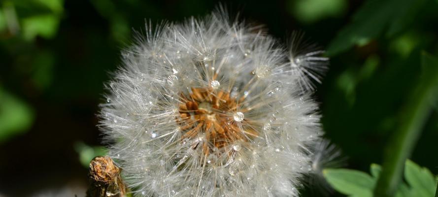 蒲公英的花语是什么意思？蒲公英的寓意有哪些常见问题？