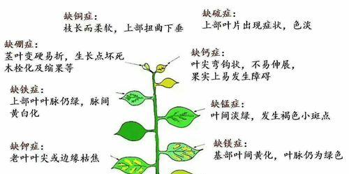 麦秆菊养护方法有哪些？如何确保麦秆菊茁壮成长？