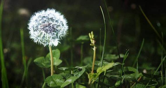 蒲公英花语是什么意思？蒲公英的寓意象征有哪些？