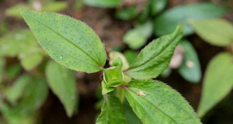 麦壳可以直接种花吗？使用麦壳种植花卉的正确方法是什么？