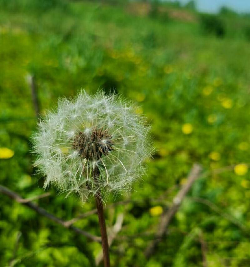 蒲公英的花语是什么？传说故事中有哪些寓意？