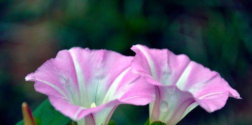 牵牛花的花语是什么？如何正确解读牵牛花的含义？