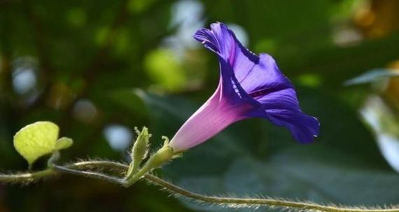 牵牛花花语什么意思？如何正确理解牵牛花的象征意义？