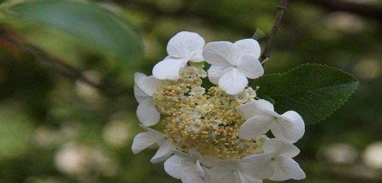 琼花的花语是什么？了解琼花的象征意义和文化背景？