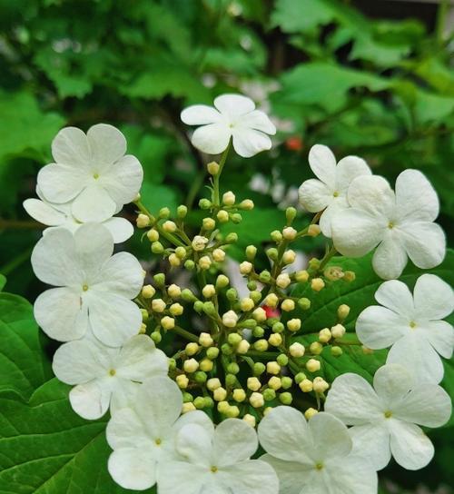 琼花花语是什么意思？琼花的象征意义有哪些？