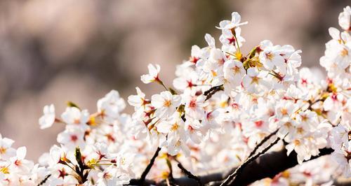 日本樱花象征着什么？樱花在日本文化中的意义是什么？