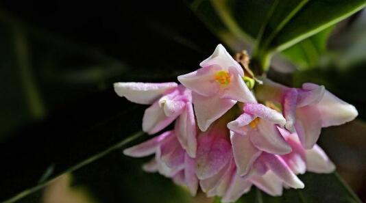 瑞香花花语是什么？了解瑞香花的象征意义和文化背景？