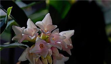 瑞香花花语是什么？了解瑞香花的象征意义和文化背景？