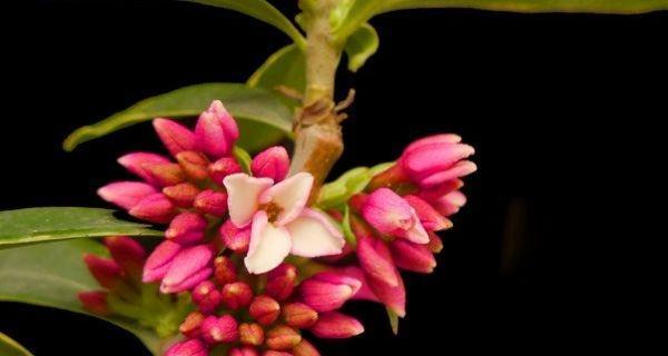 瑞香花花语是什么？了解瑞香花的象征意义和文化背景？