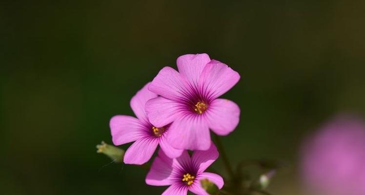 三轮草花语代表什么含义？