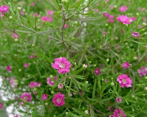 满天星种植用沙子可行吗？如何正确种植满天星？