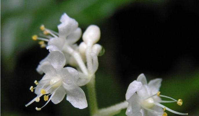 山荷叶的花语是什么？如何解读其独特的含义？