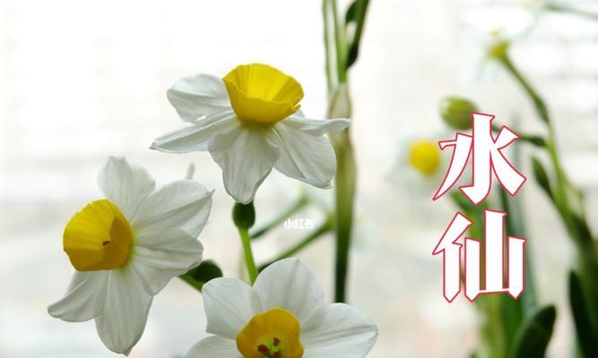 秋水仙花花语是什么？山水仙花与秋水仙花有何不同？