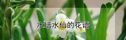 秋水仙花花语是什么？山水仙花与秋水仙花有何不同？