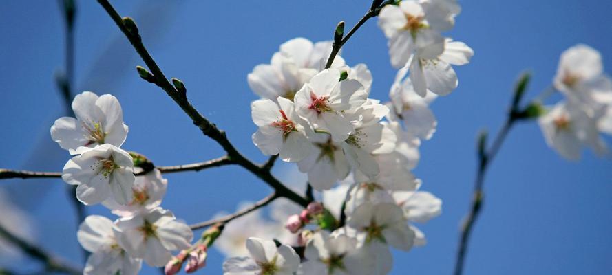 山樱花与西洋樱花的花语分别是什么？如何区分它们的含义？