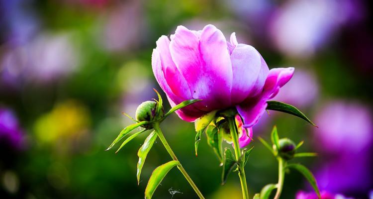 芍药花语的含义是什么？如何理解芍药的花语？