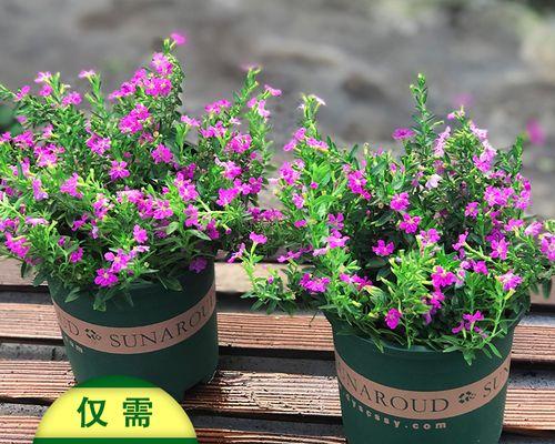 满天星属于草本植物吗？它的分类和特性是什么？