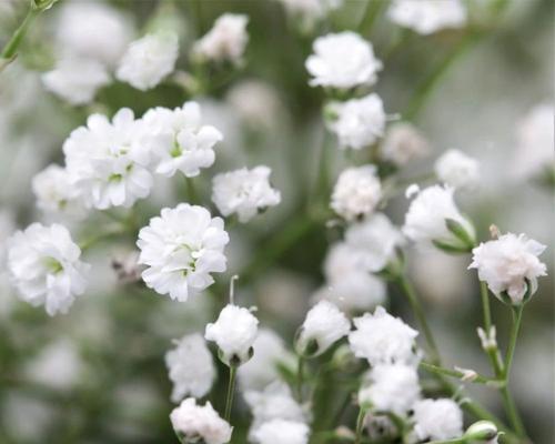 满天星是花吗？它属于哪种植物类别？